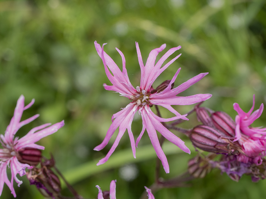 IMAGES\Echte koekoeksbloem (silene flos cuculi)\P1280262_sm.jpg